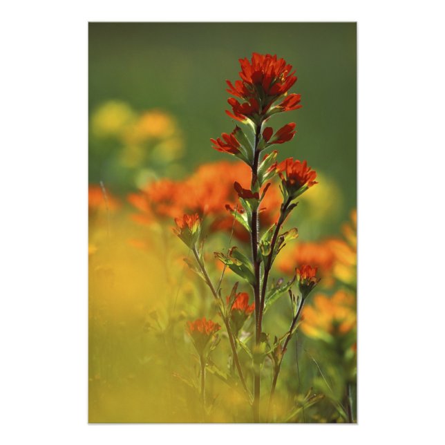 USA, Michigan, Drummond Island, Maxton Plains, Photo Print (Front)