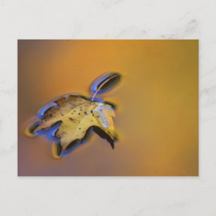 USA, Michigan, Maple leaf floating on water Postcard