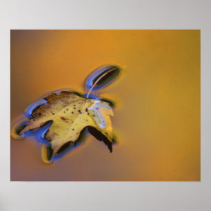 USA, Michigan, Maple leaf floating on water Poster