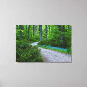 USA, Michigan. Path Thru The Woods Canvas Print