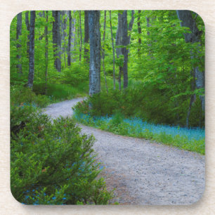 USA, Michigan. Path Thru The Woods Coaster