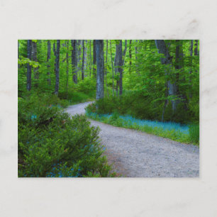 USA, Michigan. Path Thru The Woods Postcard