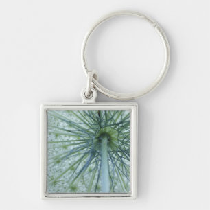 USA, Michigan. Queen-Anne's Lace viewed from Keychain