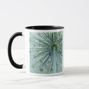 USA, Michigan. Queen-Anne's Lace viewed from Mug