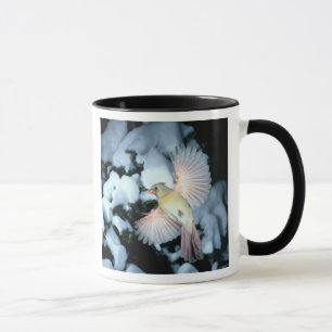 USA, Minnesota, Mendota Heights, Female Cardinal Mug