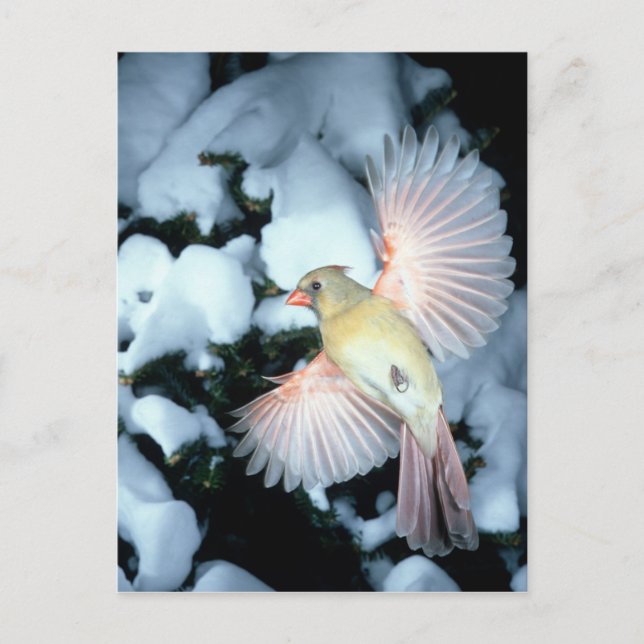 USA, Minnesota, Mendota Heights, Female Cardinal Postcard (Front)