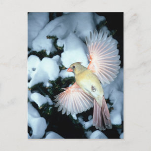 USA, Minnesota, Mendota Heights, Female Cardinal Postcard