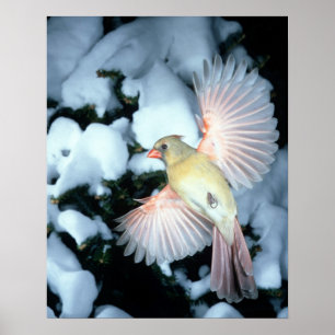 USA, Minnesota, Mendota Heights, Female Cardinal Poster