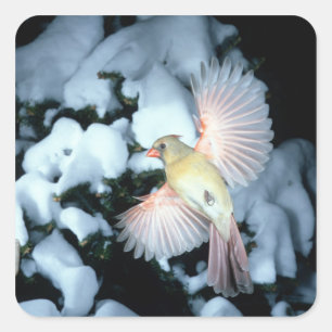 USA, Minnesota, Mendota Heights, Female Cardinal Square Sticker