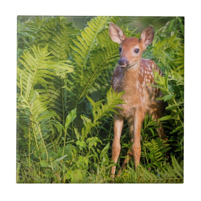 USA, Minnesota, Sandstone, Minnesota Wildlife 10 Tile (Front)