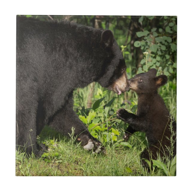 USA, Minnesota, Sandstone, Minnesota Wildlife 13 Tile (Front)