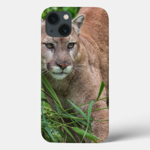 USA, Minnesota, Sandstone, Minnesota Wildlife 18 iPhone 13 Case