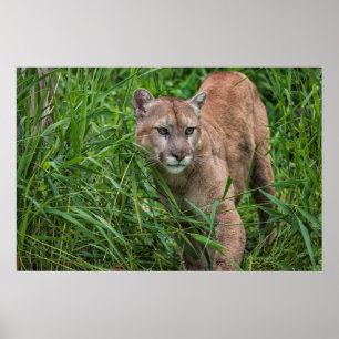 USA, Minnesota, Sandstone, Minnesota Wildlife 18 Poster