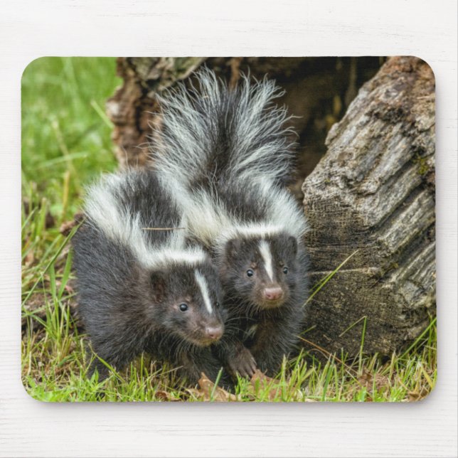 USA, Minnesota, Sandstone, Minnesota Wildlife Mouse Pad (Front)