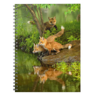 USA, Minnesota, Sandstone, Minnesota Wildlife Notebook