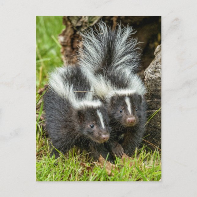 USA, Minnesota, Sandstone, Minnesota Wildlife Postcard (Front)