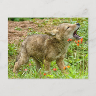 USA, Minnesota, Sandstone, Minnesota Wildlife Postcard