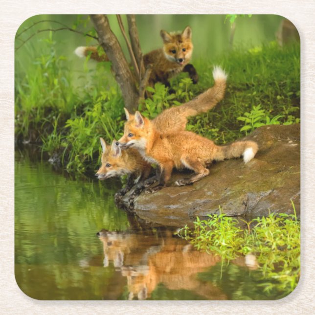 USA, Minnesota, Sandstone, Minnesota Wildlife Square Paper Coaster (Front)