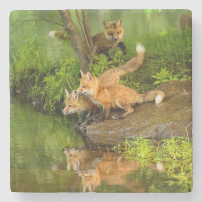 USA, Minnesota, Sandstone, Minnesota Wildlife Stone Coaster (Front)
