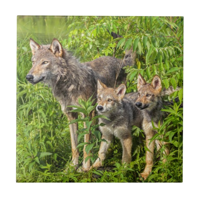 USA, Minnesota, Sandstone, Minnesota Wildlife Tile (Front)