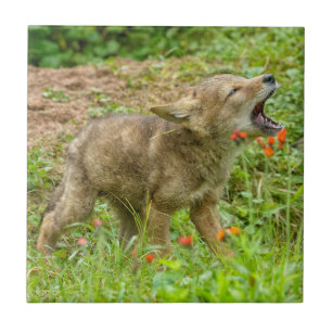 USA, Minnesota, Sandstone, Minnesota Wildlife Tile