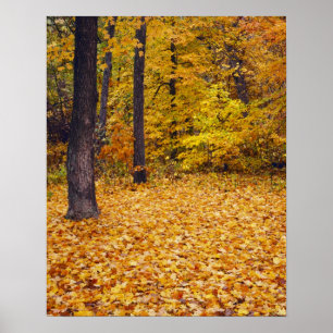 USA, Missouri, Boone County, Maple Forest in Poster