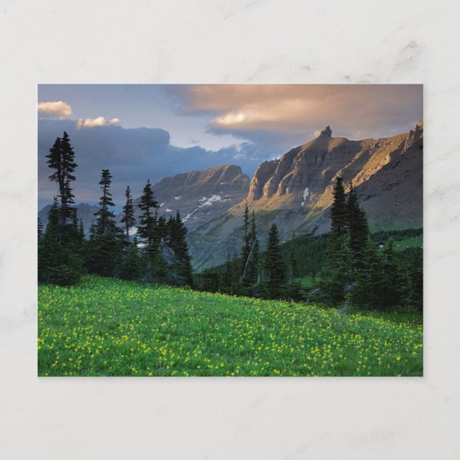 USA, Montana, Glacier National Park, Logan Pass Postcard (Front)