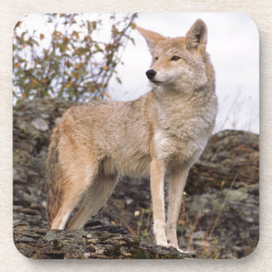 USA, Montana, Kalispell. Coyote at Triple D Coaster