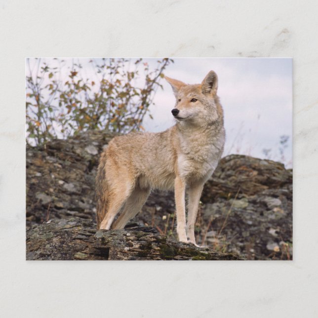 USA, Montana, Kalispell. Coyote at Triple D Postcard (Front)