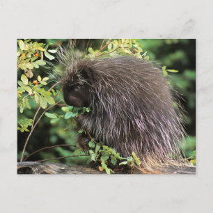 USA, Montana, Kalispell. Porcupine and rose hips Postcard