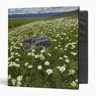 USA, Montana, Wild Daisy blooming in meadow by Binder