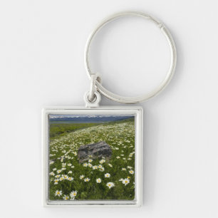 USA, Montana, Wild Daisy blooming in meadow by Keychain