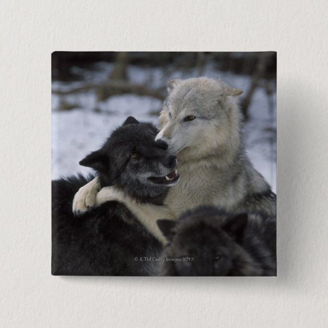 USA, Montana, Wolves playing in snow 2 Inch Square Button (Front)