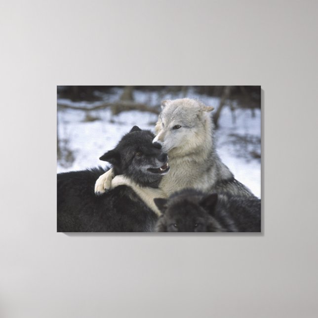 USA, Montana, Wolves playing in snow Canvas Print (Front)