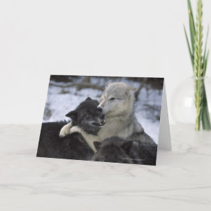 USA, Montana, Wolves playing in snow Card