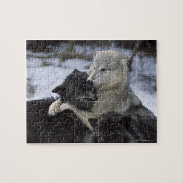 USA, Montana, Wolves playing in snow Jigsaw Puzzle (Horizontal)