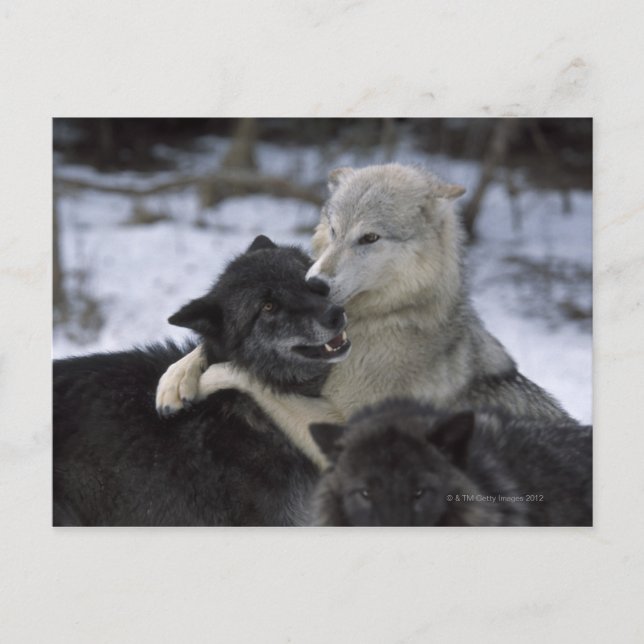 USA, Montana, Wolves playing in snow Postcard (Front)