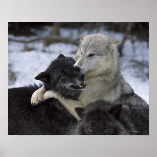USA, Montana, Wolves playing in snow Poster (Front)