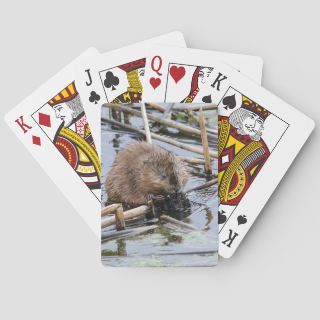 USA, Nebraska. Beaver Playing Cards (Back)
