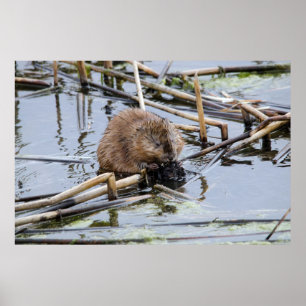 USA, Nebraska. Beaver Poster