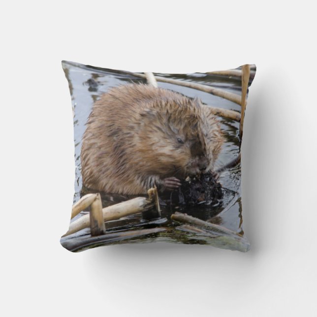 USA, Nebraska. Beaver Throw Pillow (Front)