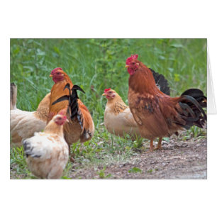 USA, Nebraska. Chickens (homonymie)
