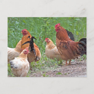 USA, Nebraska. Chickens Postcard