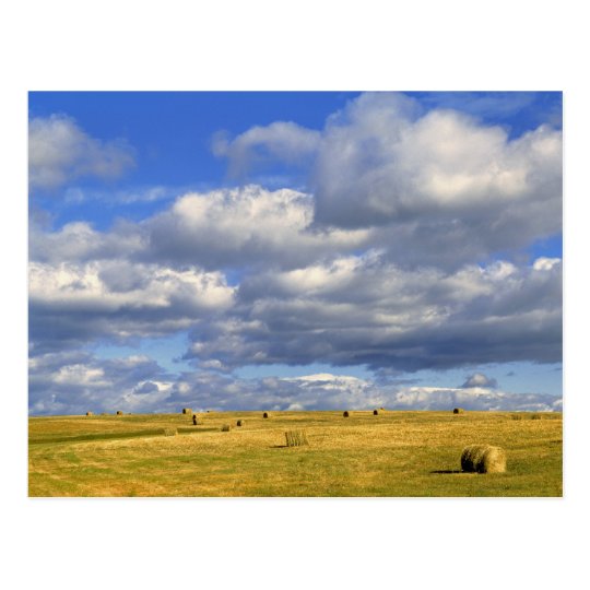 USA, Nebraska, Morrill County. Golden hay Postcard
