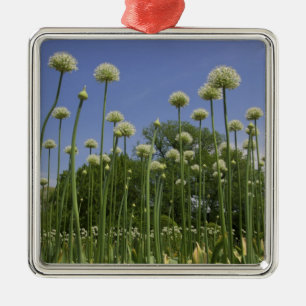 USA, New England, Massachusetts, Boston, 3 Metal Ornament