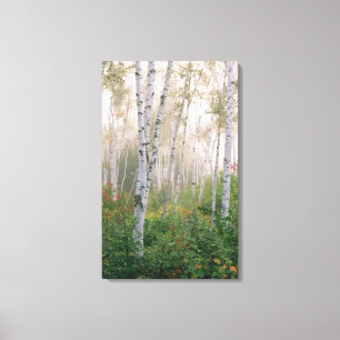 USA, New Hampshire. Birch trees in clearing fog Canvas Print