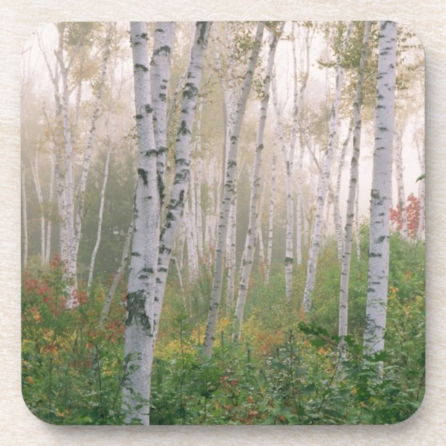 USA, New Hampshire. Birch trees in clearing fog Coaster (Front)