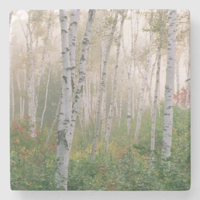 USA, New Hampshire. Birch trees in clearing fog Stone Coaster (Front)