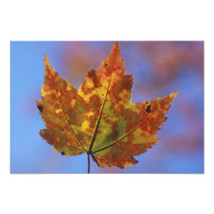 USA, New Hampshire, White Mountains, Franconia Photo Print