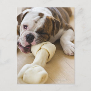 USA, New Jersey, Jersey City, Cute bulldog pup 2 Postcard
